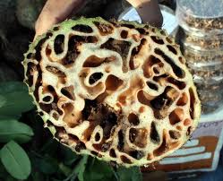 Sarang Semut Asli Papua